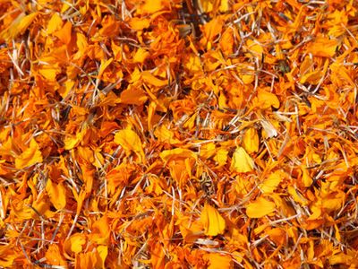 Dried marigold flowers (tagetes)